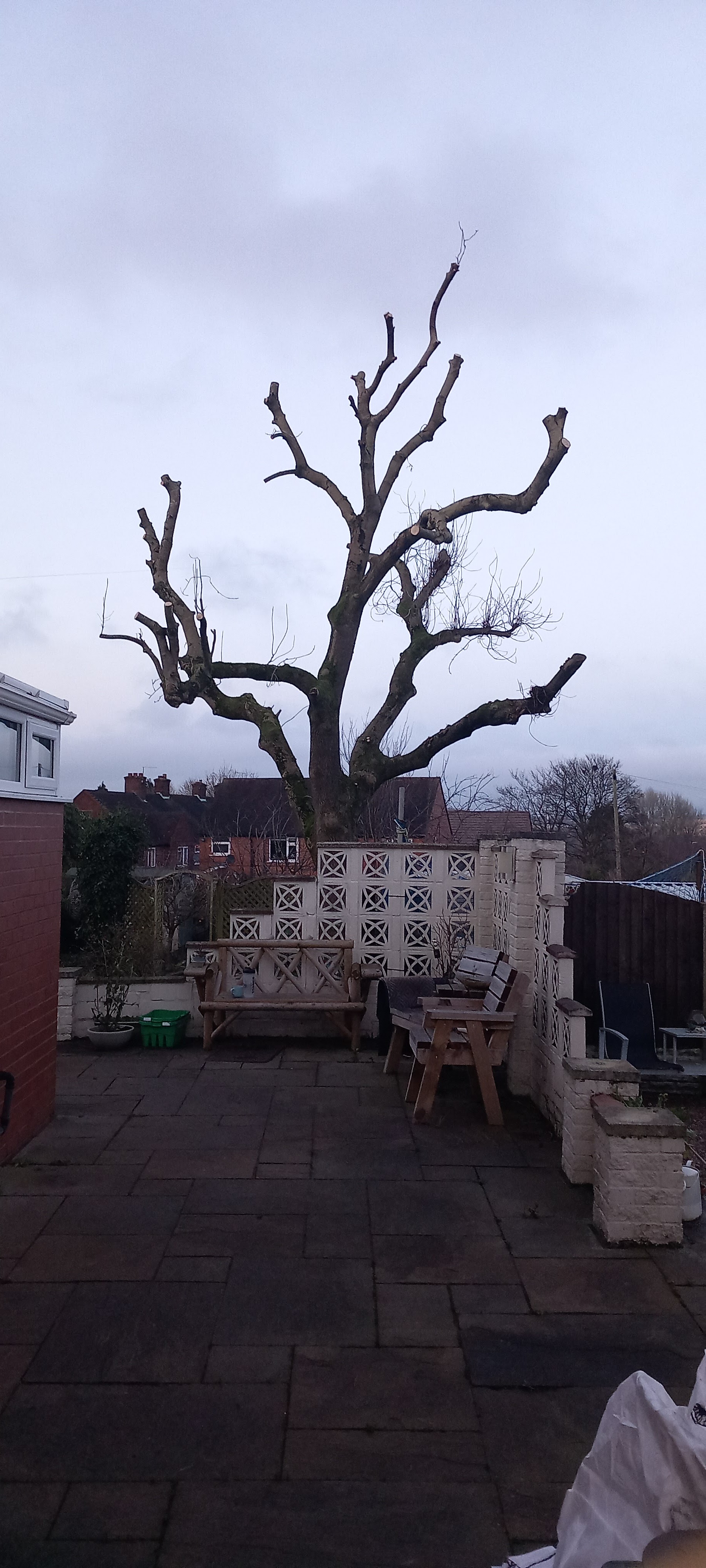 Heavily reduced tree against a grey sky
