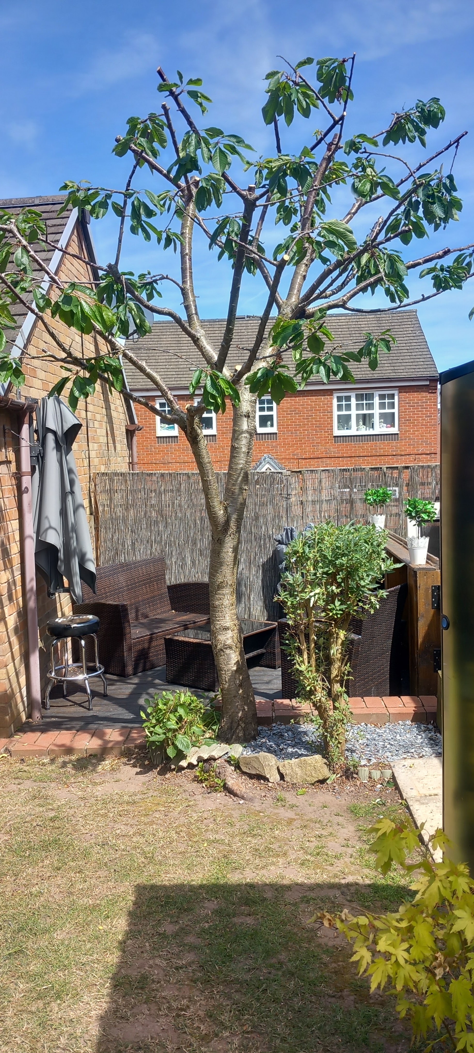 Neatly shaped small tree in a back garden
