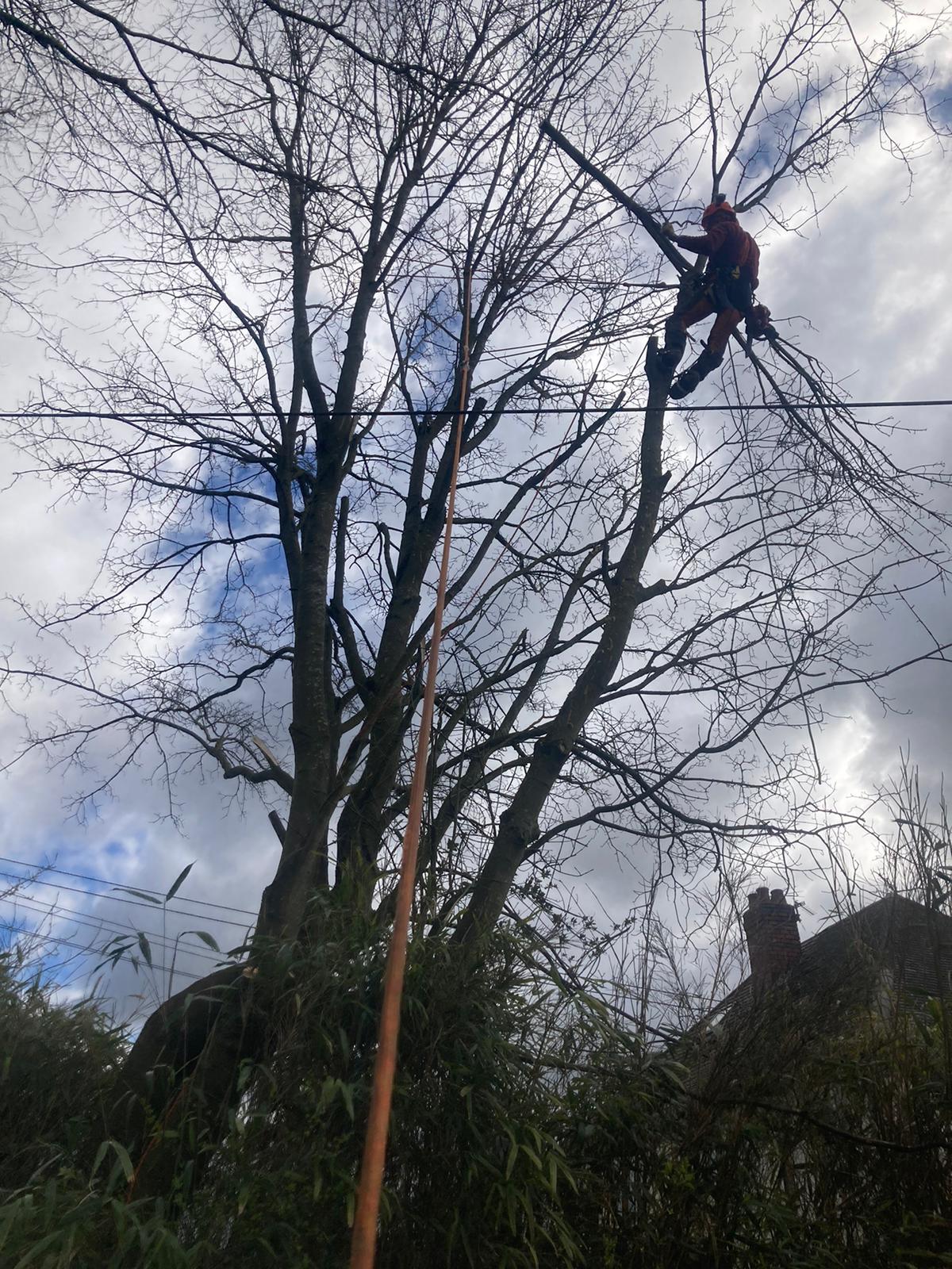 Climber high in a bare tree