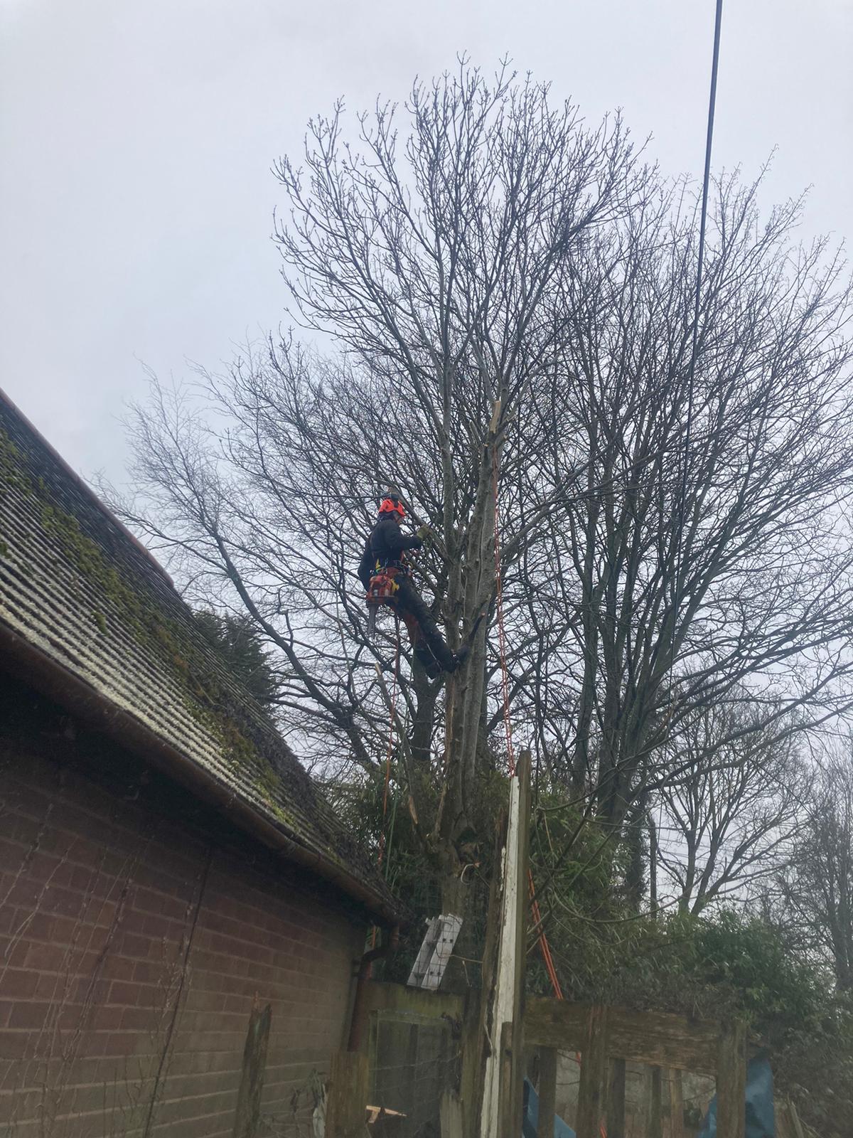 Climber in a tree beside a building roof
