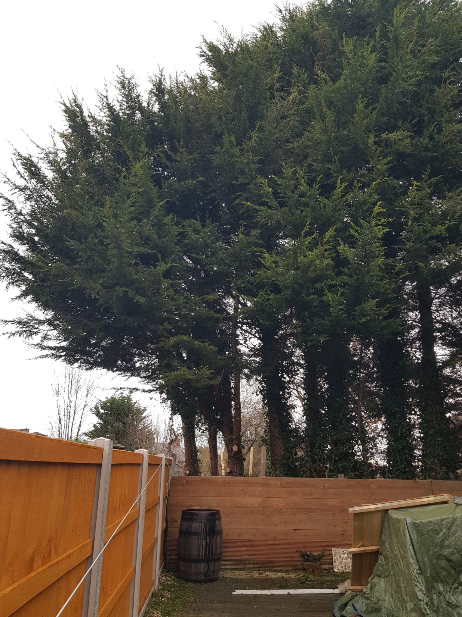 Tall conifers towering over a garden fence