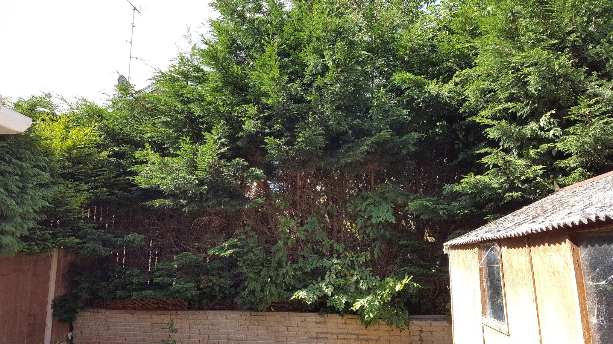 Overgrown hedge spilling over a garden wall