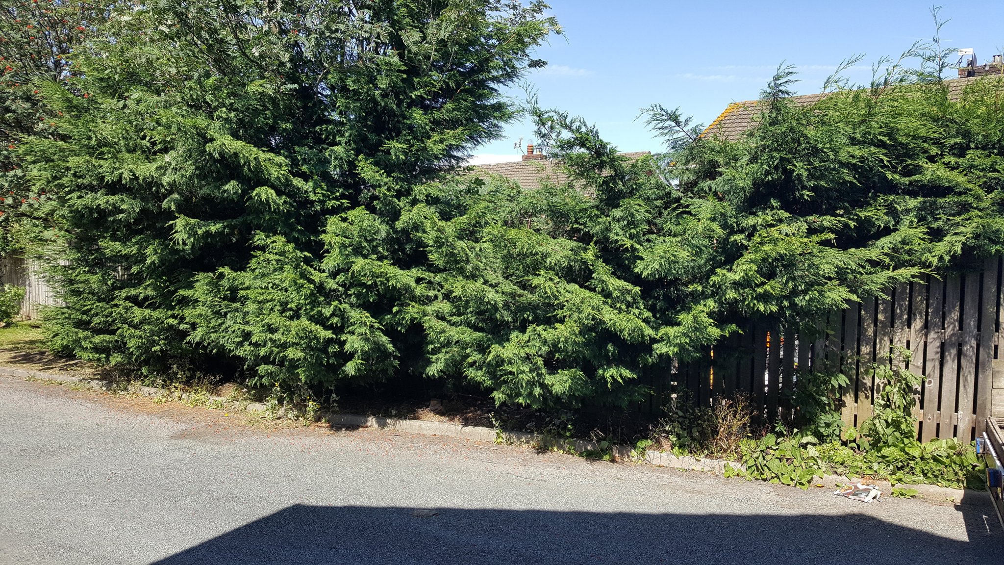 Overgrown conifer hedge along a road