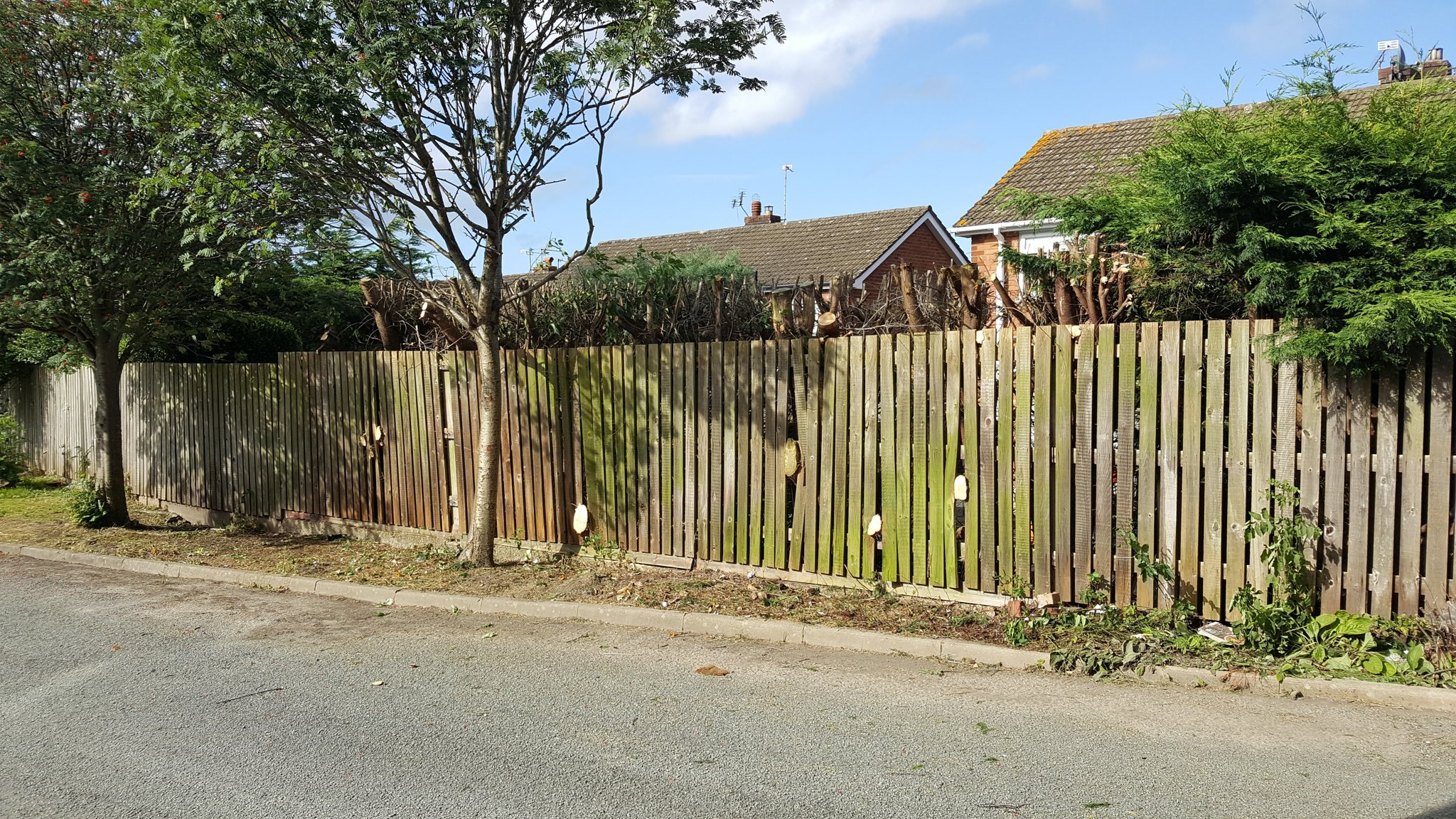 Hedge cleared back to the picket fence